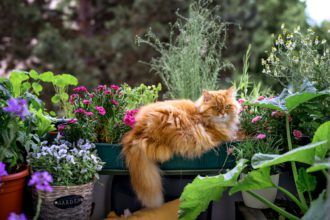 Red fluffy cat on balcony with flowers